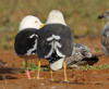 1cy fuscus in August, ringed in Finland. (81365 bytes)